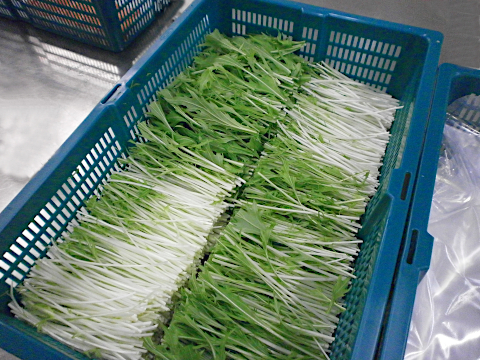 カット野菜原料